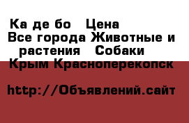 Ка де бо › Цена ­ 25 000 - Все города Животные и растения » Собаки   . Крым,Красноперекопск